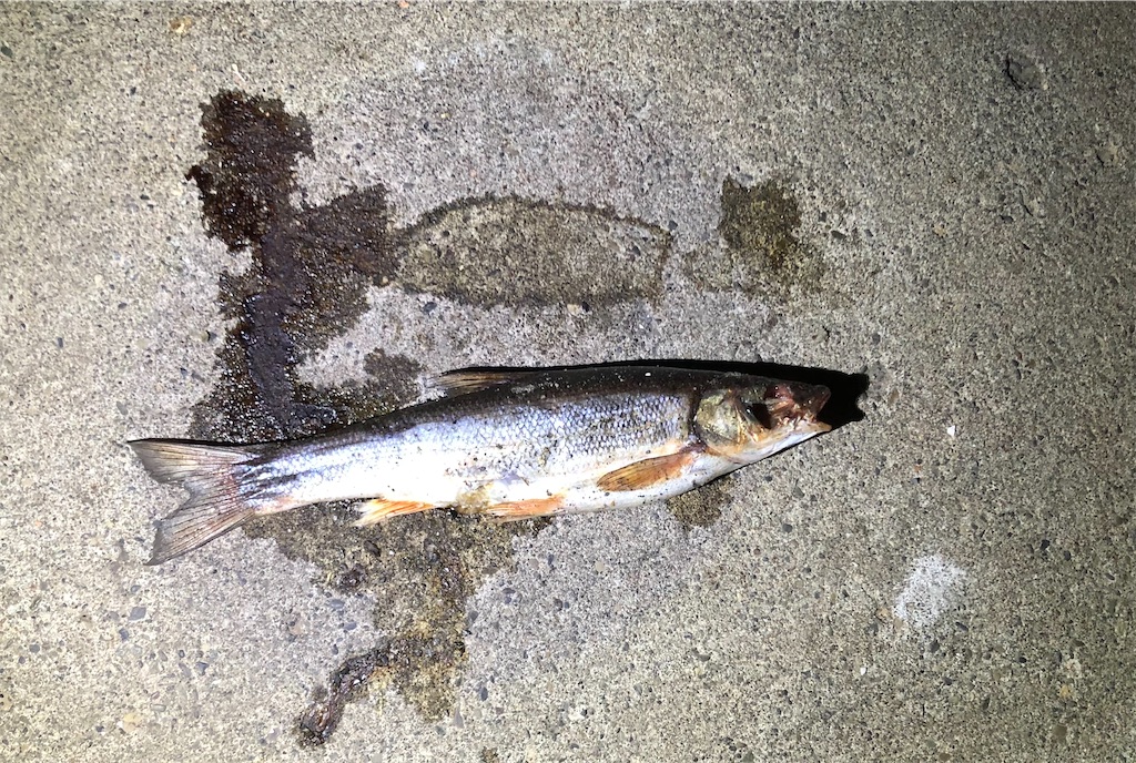 f:id:aulacophora:20210618010802j:image f:id:aulacophora:20210618010802j:image