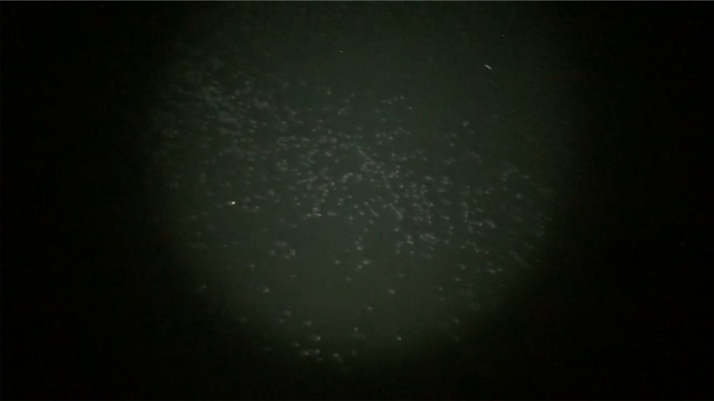 f:id:aulacophora:20210618011034p:image f:id:aulacophora:20210618011034p:image