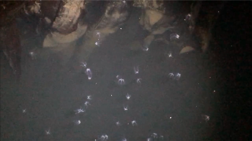 f:id:aulacophora:20210618011039p:image f:id:aulacophora:20210618011039p:image
