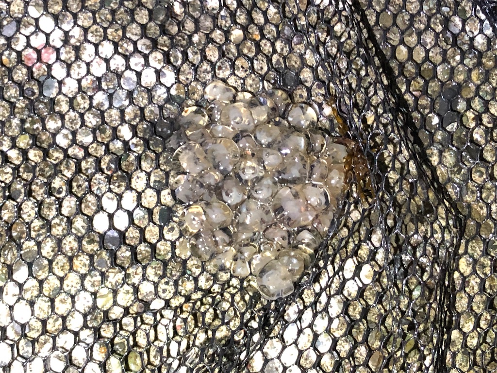 f:id:aulacophora:20210618011143j:image f:id:aulacophora:20210618011143j:image