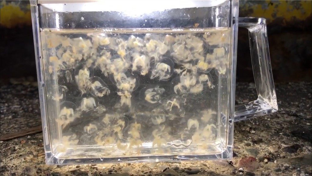 f:id:aulacophora:20210618011332p:image f:id:aulacophora:20210618011332p:image