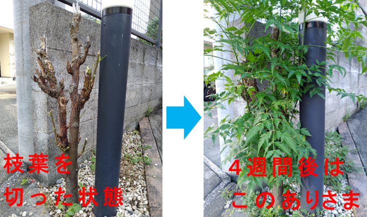 栴檀」の切り株を除草剤で枯らす試み - モーニングセット