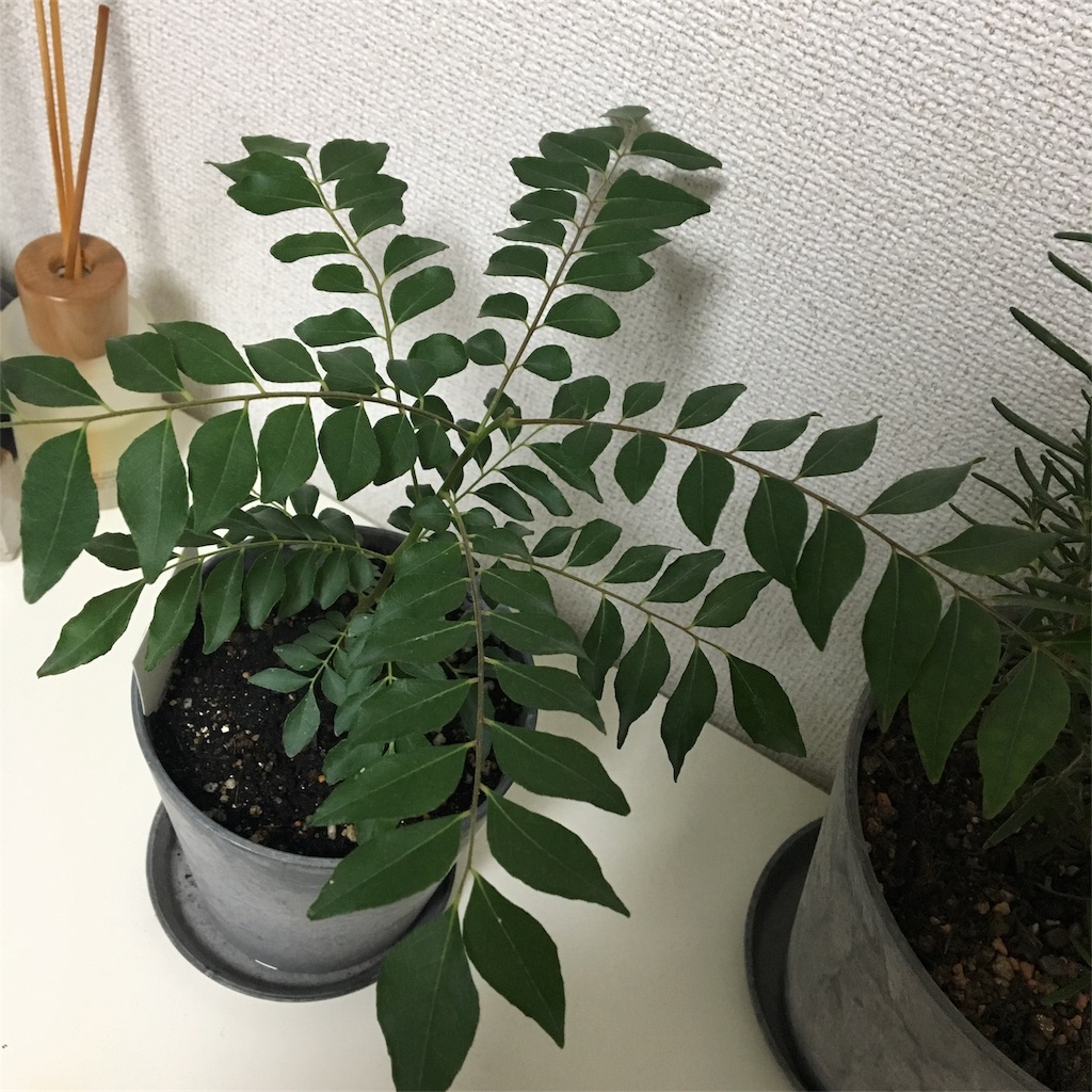 我が家にカレーリーフの苗をお迎えした話 春のすみか