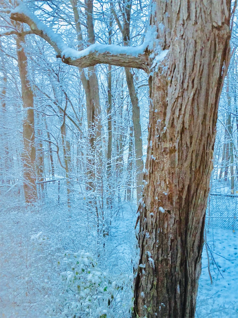 f:id:auntie_K:20181113210014j:image