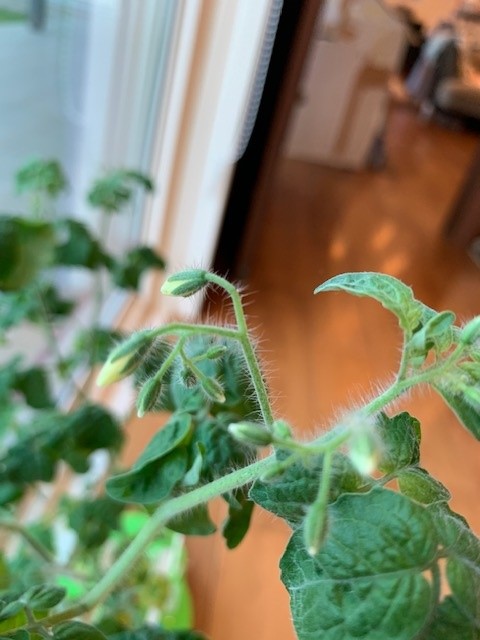 f:id:auop1972:20210720190419j:plain