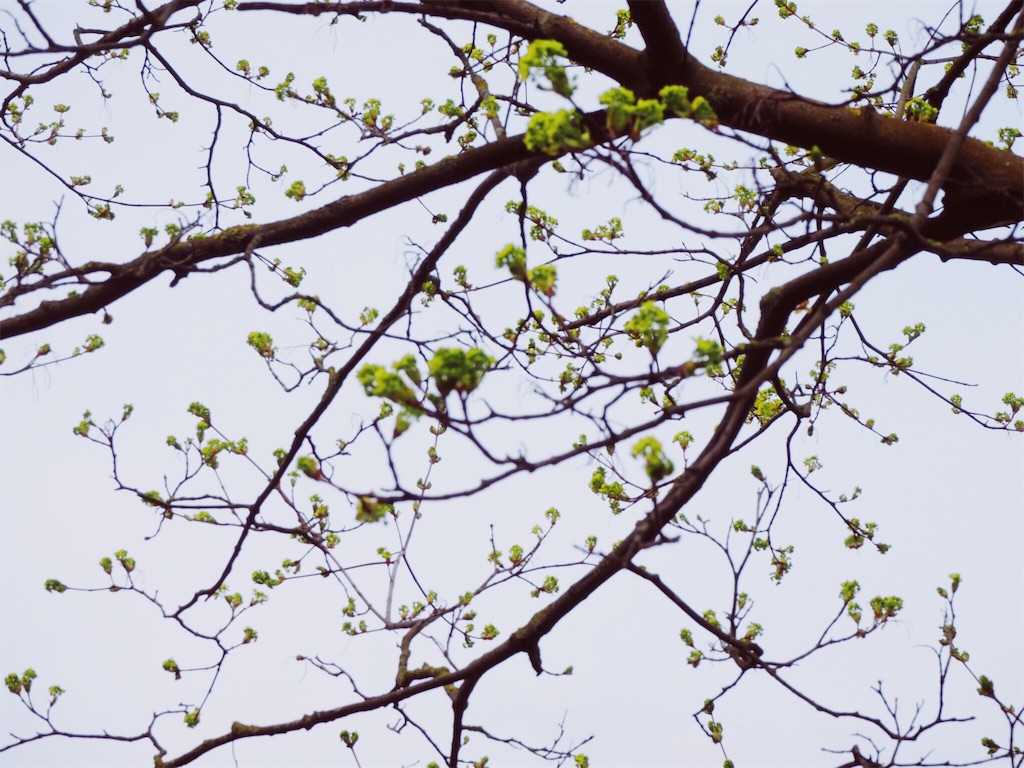f:id:aurorai:20190410054158j:image