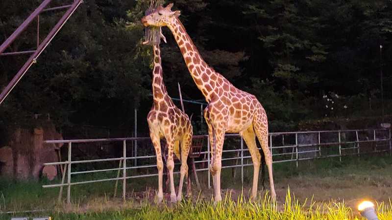 東山動植物園ナイトzoo 19 ナイトズー 半径とことこ60分