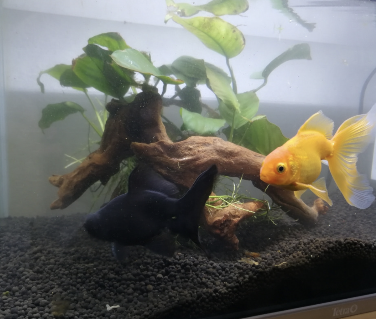 流木と金魚