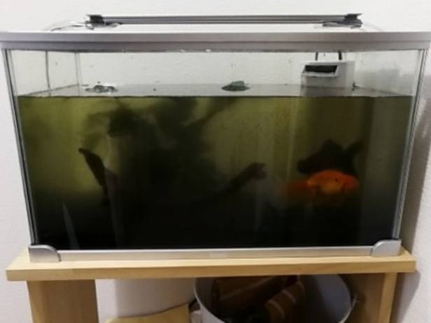 コケで汚れた水槽