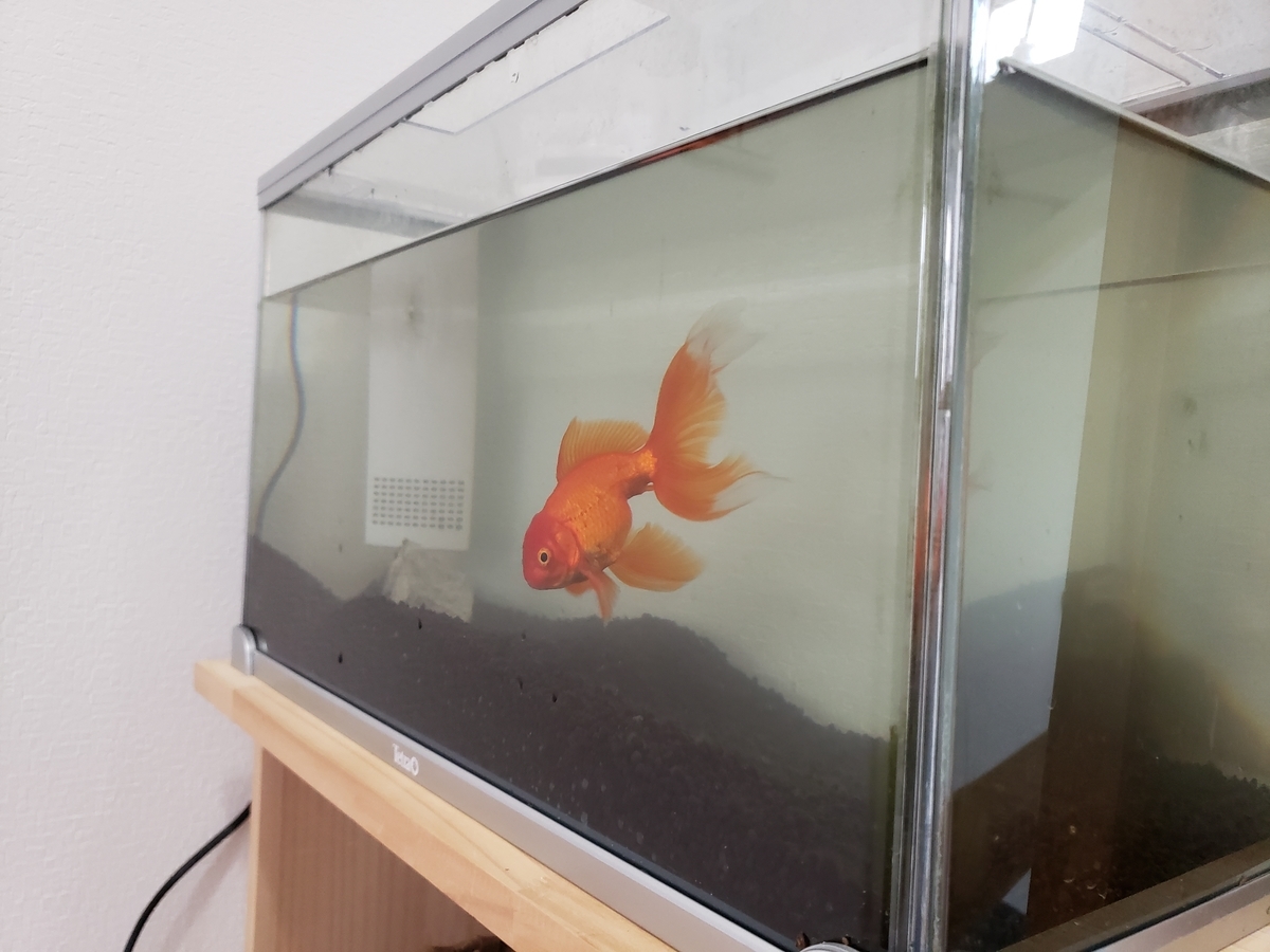 綺麗になった水槽