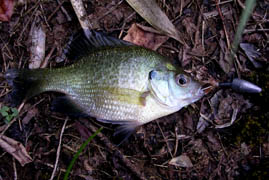 f:id:avdk101:20110706211620j:image f:id:avdk101:20110706211620j:image