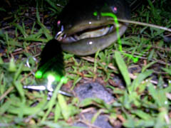 f:id:avdk101:20110707191050j:image
