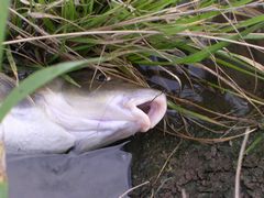 f:id:avdk101:20110710074417j:image