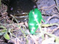 f:id:avdk101:20110716064820j:image