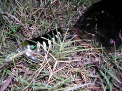 f:id:avdk101:20110818183756j:image