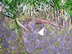 f:id:avdk101:20121230114558j:image