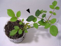 f:id:avdk101:20130103130851j:image