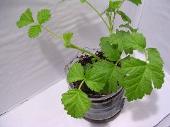 f:id:avdk101:20130114063225j:image