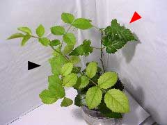 f:id:avdk101:20130115195411j:image