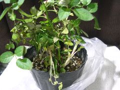 f:id:avdk101:20130202215204j:image