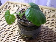f:id:avdk101:20130217220203j:image