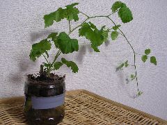 f:id:avdk101:20130217220204j:image