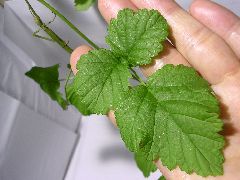 f:id:avdk101:20130220063800j:image