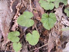 f:id:avdk101:20130225011650j:image