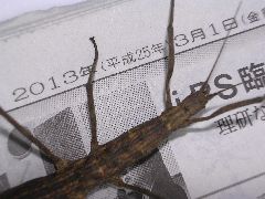 f:id:avdk101:20130301215348j:image