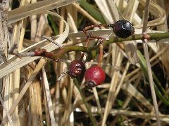 f:id:avdk101:20130303203726j:image
