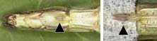 f:id:avdk101:20130304223220j:image