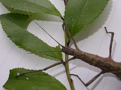 f:id:avdk101:20130316011147j:image