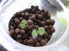 f:id:avdk101:20130409220456j:image