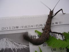 f:id:avdk101:20130501142530j:image