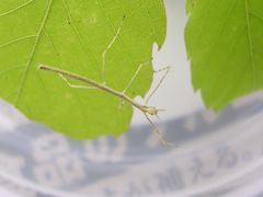 f:id:avdk101:20130504211658j:image