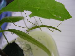 f:id:avdk101:20130520213845j:image