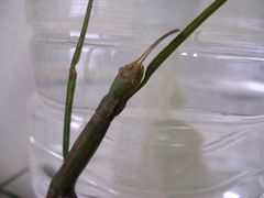 f:id:avdk101:20130525065545j:image