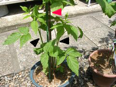 f:id:avdk101:20130526020218j:image