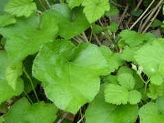 f:id:avdk101:20130526020225j:image