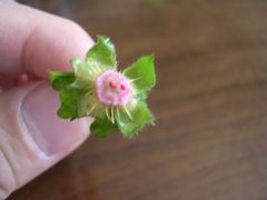 f:id:avdk101:20130526185613j:image
