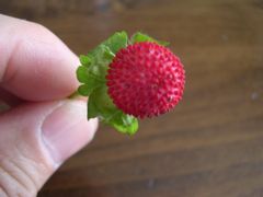 f:id:avdk101:20130526185614j:image
