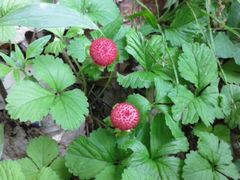 f:id:avdk101:20130526185616j:image