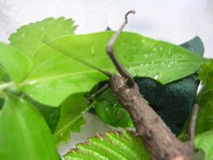 f:id:avdk101:20130526190335j:image