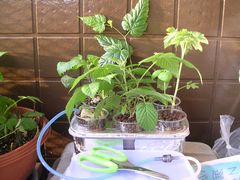 f:id:avdk101:20130601234735j:image