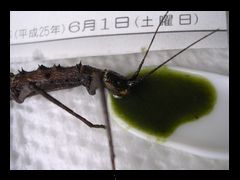 f:id:avdk101:20130602190519j:image