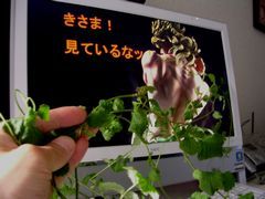 f:id:avdk101:20130602215908j:image