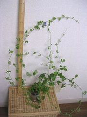 f:id:avdk101:20130602220609j:image