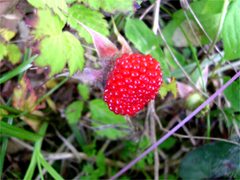 f:id:avdk101:20130608194604j:image