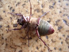 f:id:avdk101:20130708062920j:image f:id:avdk101:20130708062920j:image