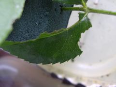 f:id:avdk101:20130711233406j:image